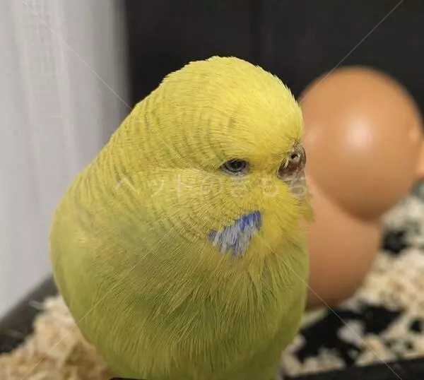 保護鳥の画像