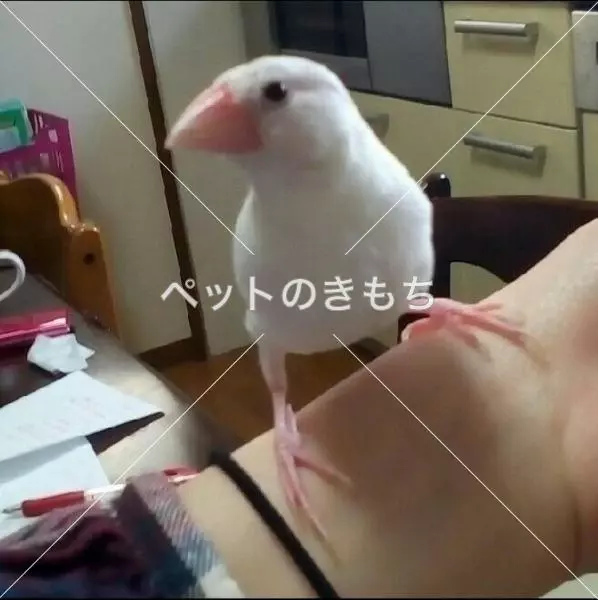迷子鳥の画像