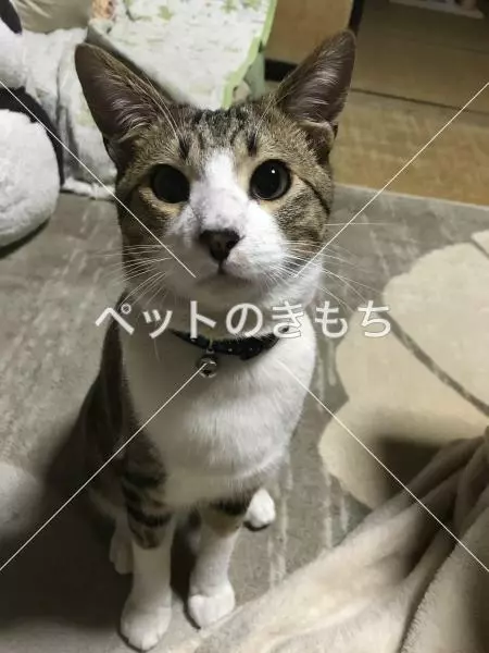 迷子猫の画像