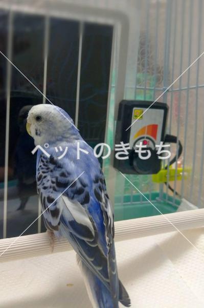 保護鳥の画像