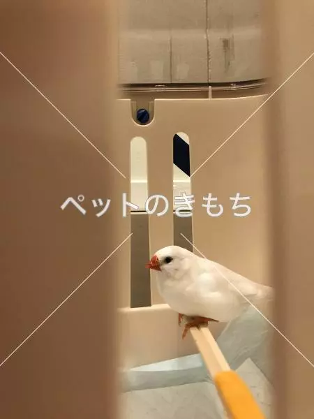 コメント投稿の画像