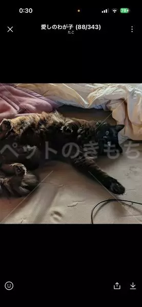 迷子猫の画像