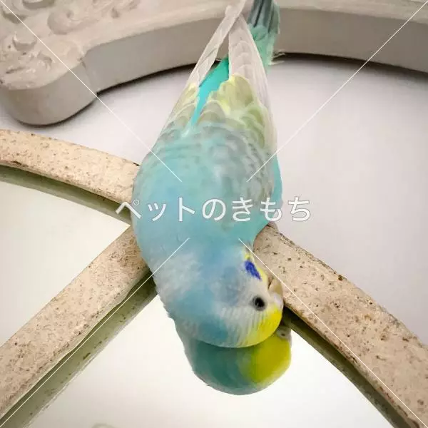 迷子鳥の画像