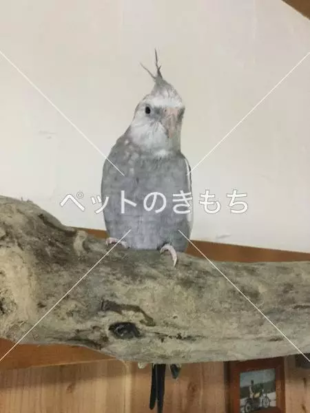 迷子鳥の画像