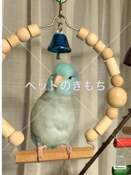 迷子鳥の画像