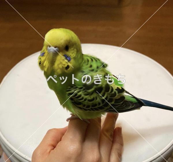 保護鳥の写真