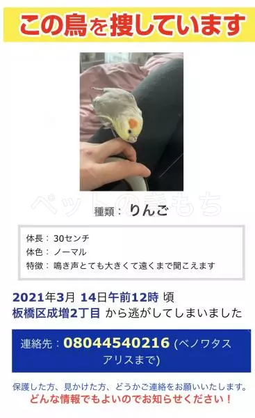 迷子鳥の画像
