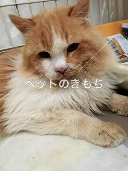 迷子猫の画像