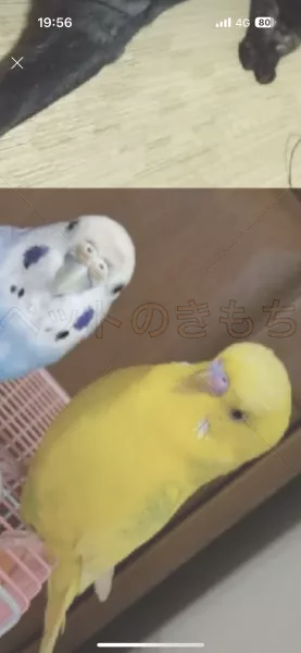 迷子鳥の画像