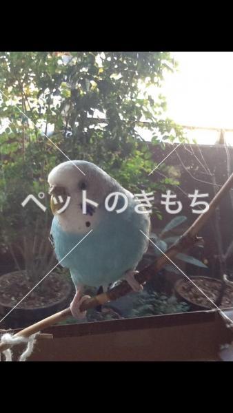 迷子鳥の画像