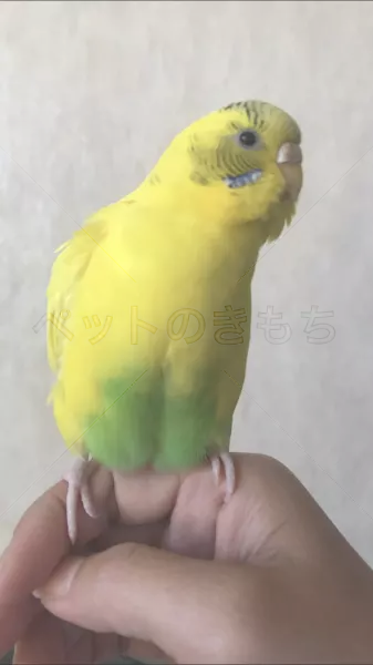 コメントの画像