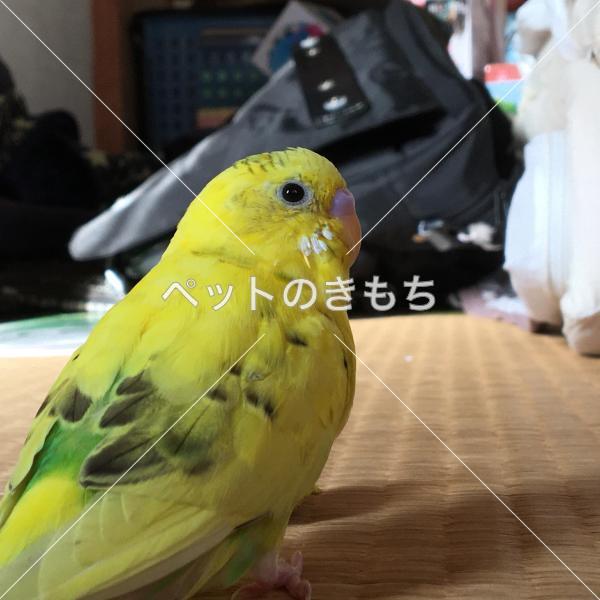 迷子鳥の画像