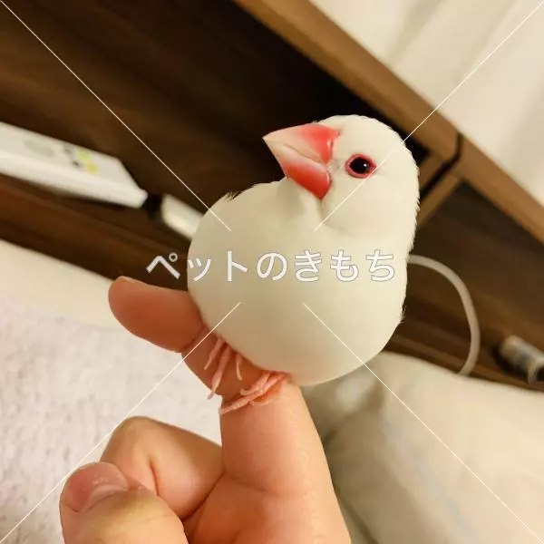迷子鳥の画像