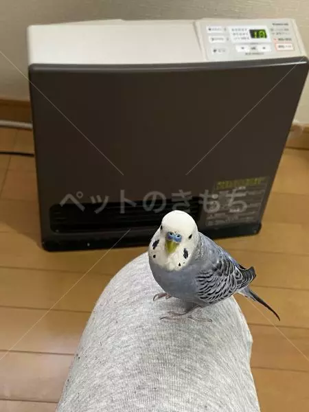 迷子鳥の画像