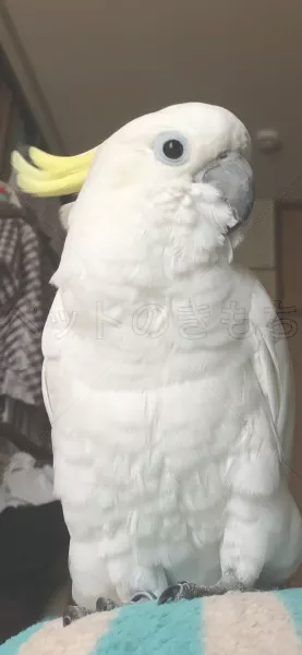 迷子鳥の画像