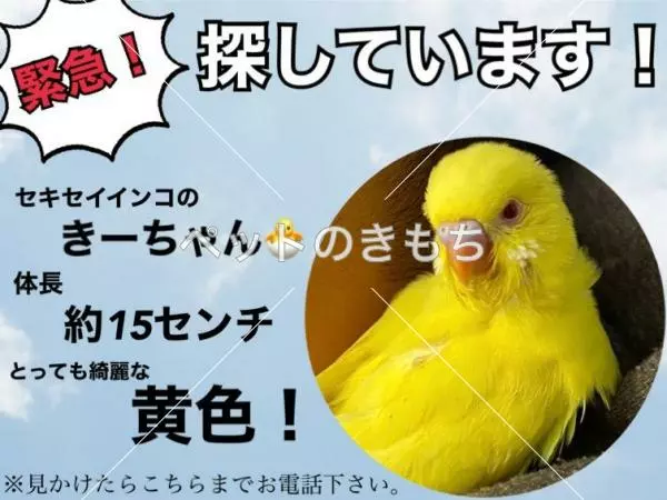 迷子鳥の画像
