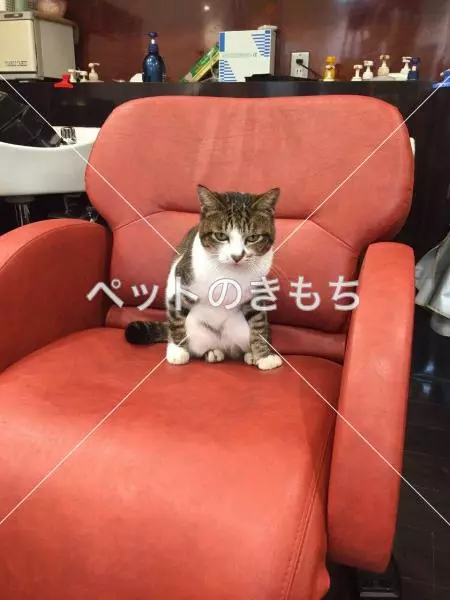迷子猫の画像