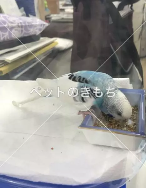 保護鳥の画像