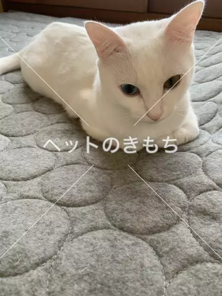 迷子猫の画像