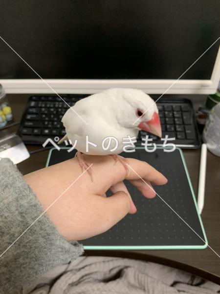 保護鳥の画像