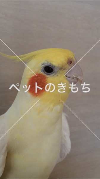 迷子鳥の画像