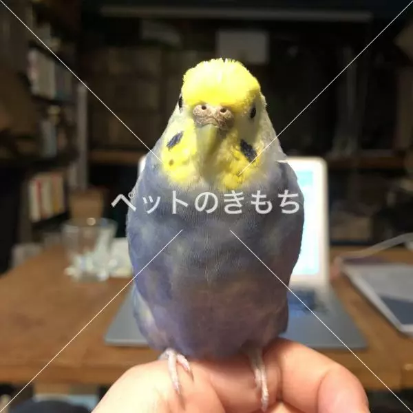 迷子鳥の画像