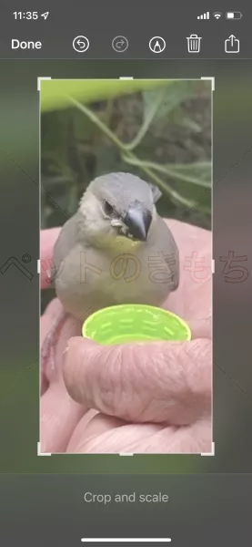 保護鳥の画像