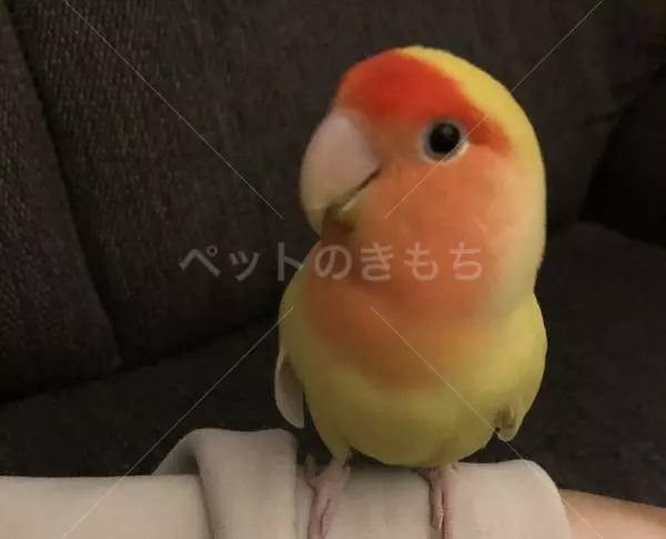 迷子鳥の画像