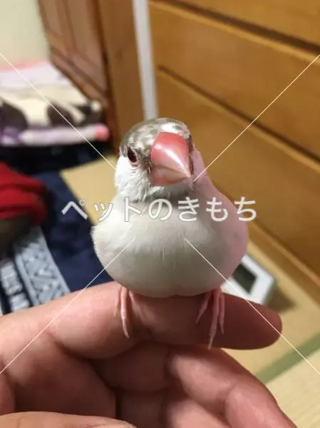 迷子鳥の画像