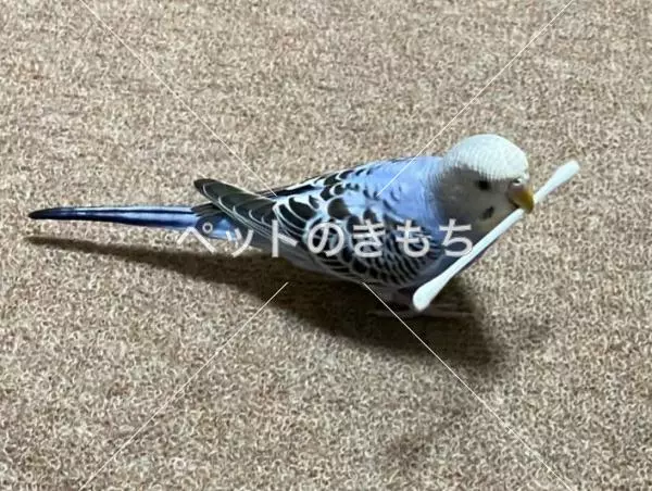 迷子鳥の画像