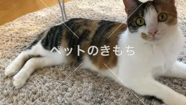 迷子猫の画像