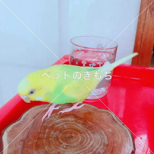 迷子鳥の画像