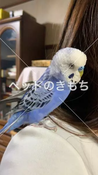 迷子鳥の画像