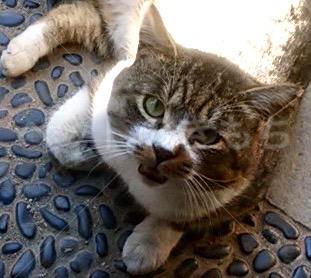 迷子猫の画像