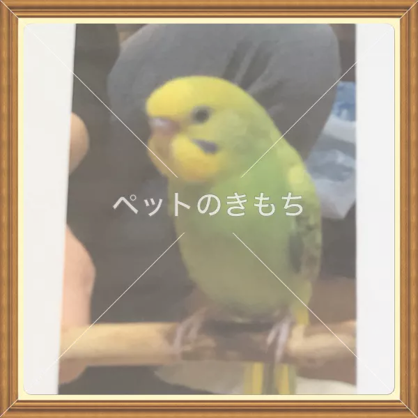 迷子鳥の画像