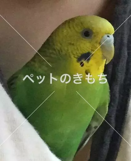 迷子鳥の画像