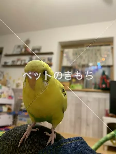迷子鳥の画像
