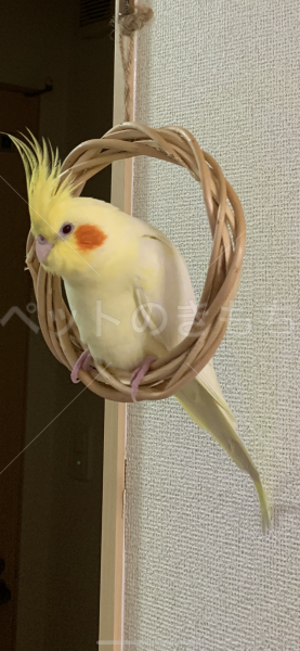迷子鳥の画像