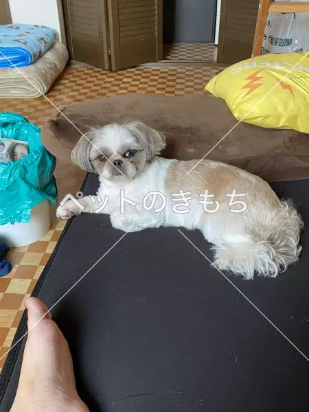 迷子犬の画像