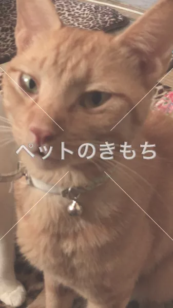 迷子猫の画像