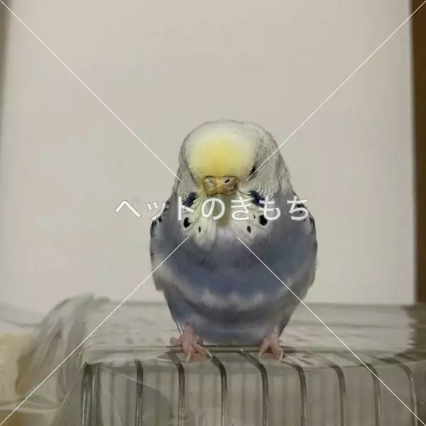 迷子鳥の画像