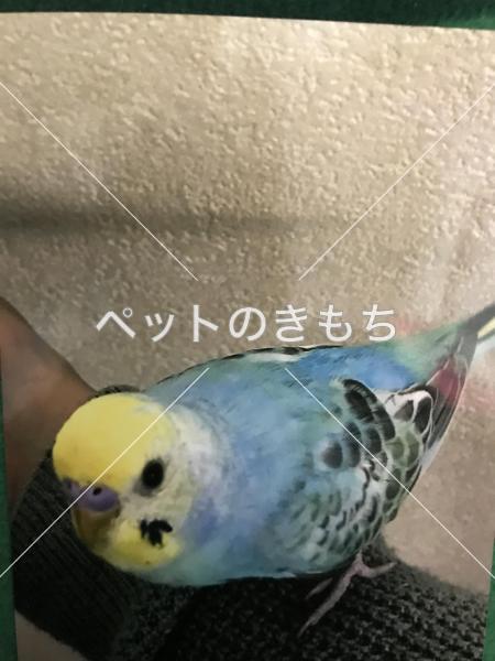 迷子鳥の画像