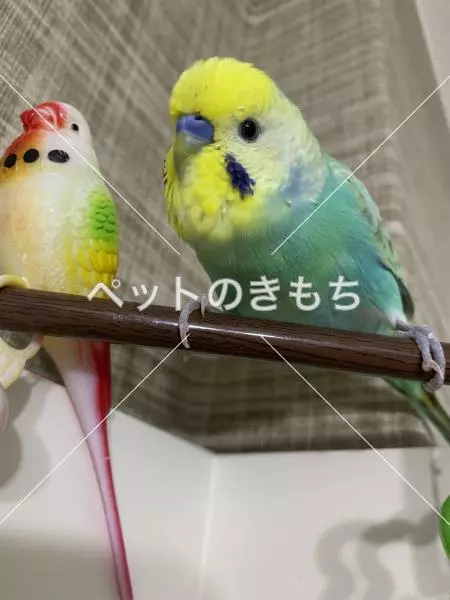 迷子鳥の画像