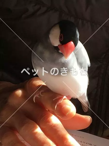 迷子鳥の画像