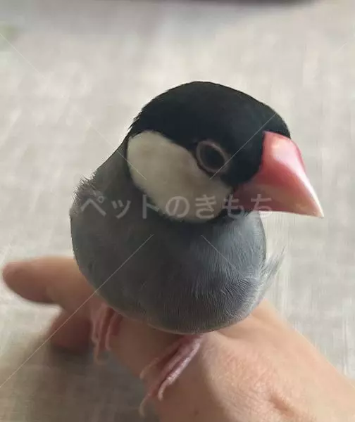 迷子鳥の画像