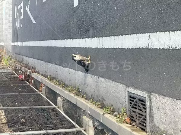 コメントの画像