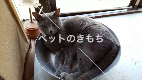 迷子猫の画像