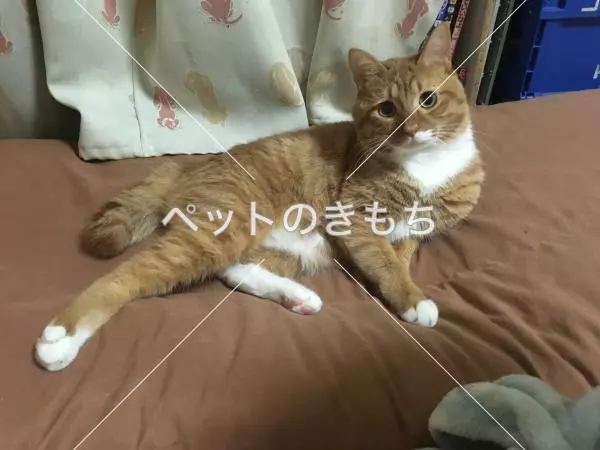 迷子猫の画像