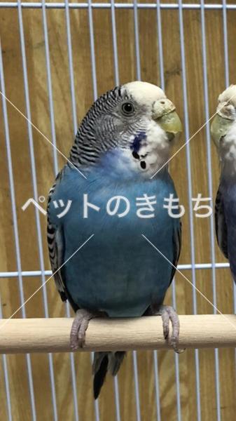 迷子鳥の画像