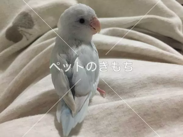迷子鳥の画像
